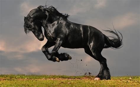 wallpaper horse pictures|black horse pictures wallpaper free.